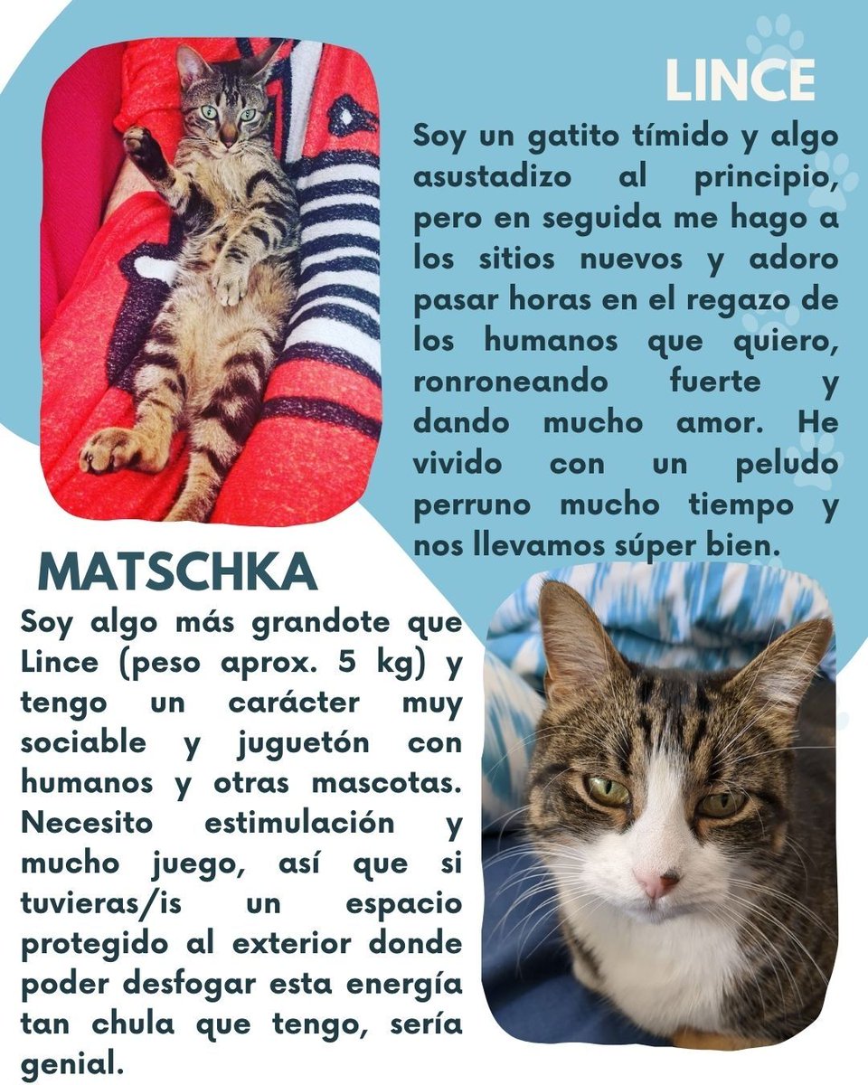 xladylazarus's tweet photo. Dos gatetes buscan nuevo hogar 🐱

La dueña es una compa disca que desafortunadamente ya no se puede hacer cargo de ellos por enfermedad severa. Detalles y contacto en las imágenes. Zona de Córdoba, transporte a toda España.

Se agradecen mucho los reposts!
Es urgente https://t.co/76yrOf7QfN