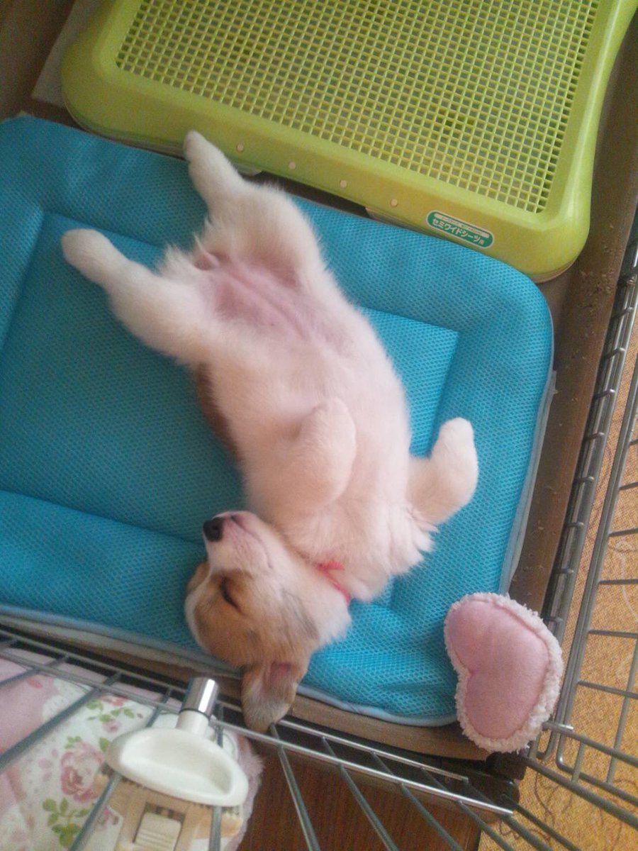 ありす𛰙᭜𖫴𖫰𖫱𖫳𖫲𖫲𖫳𖫴𖫰𖫱꛰ ᭜𖫴𖫰𖫱𖫳𖫲𖫲𖫳𖫴𖫰𖫱꛰ tweet media