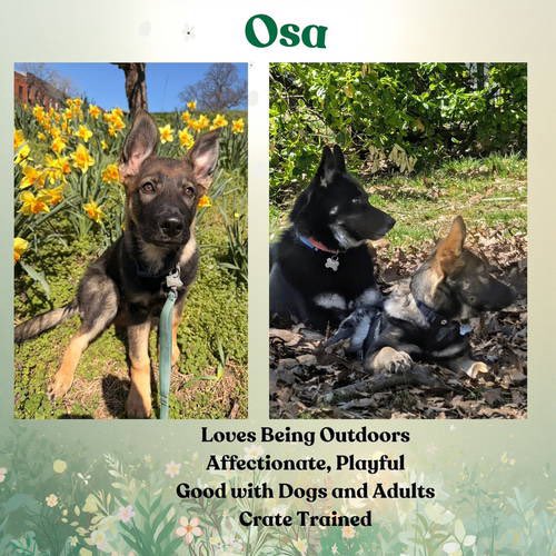 All Shepherd Rescue tweet media