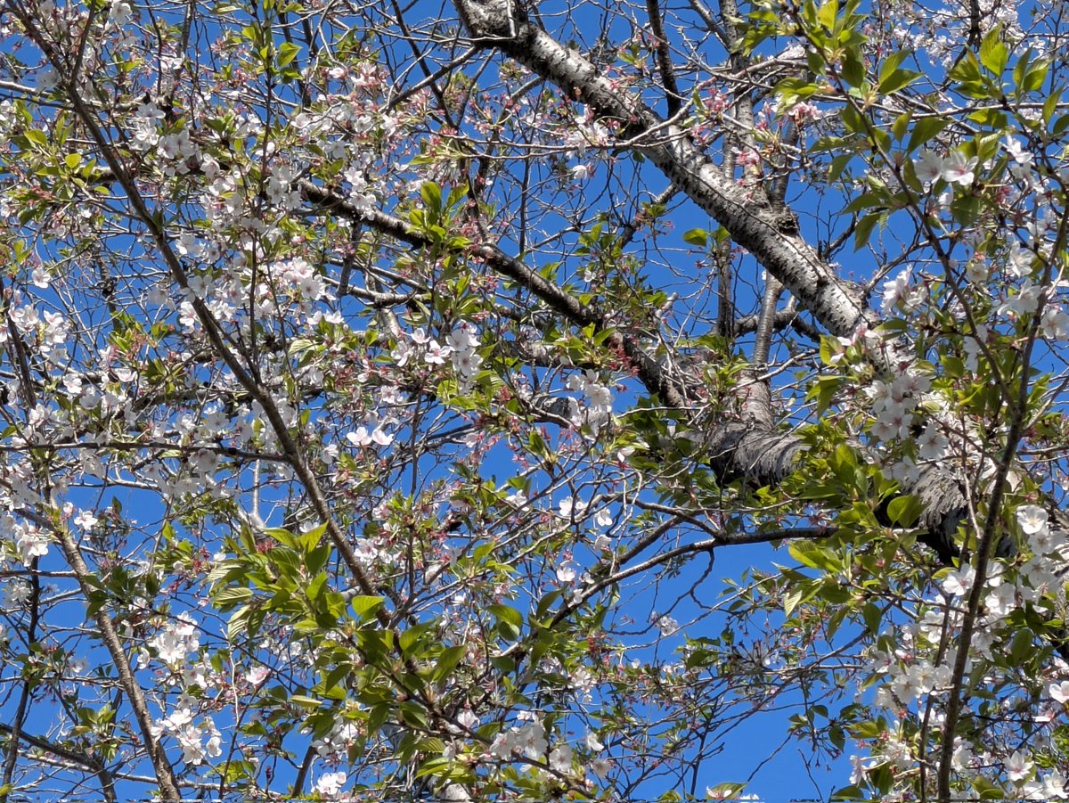 朽夜-くちや- tweet media