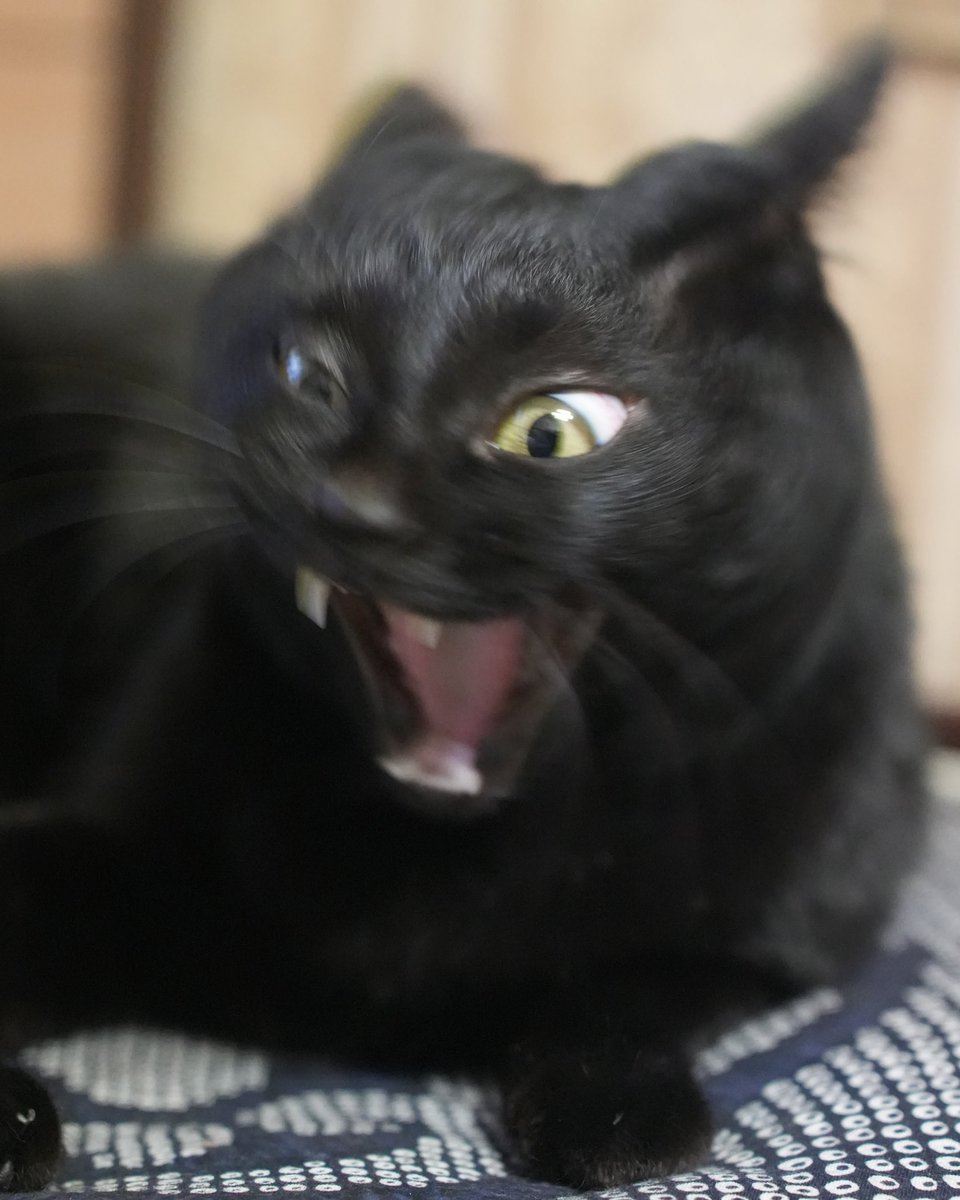 oreo_blackcat's tweet image. 驚愕
#猫 #黒猫 #blackcat