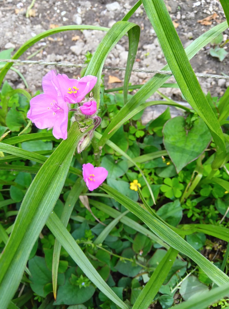 1951_hayashi's tweet image. 紫の早も露草咲き初めし

春霞雲に連なる郷土なり

鯉のぼり保育所前や滝登り

#俳句

(写真=紫露草・春霞・鯉のぼり)