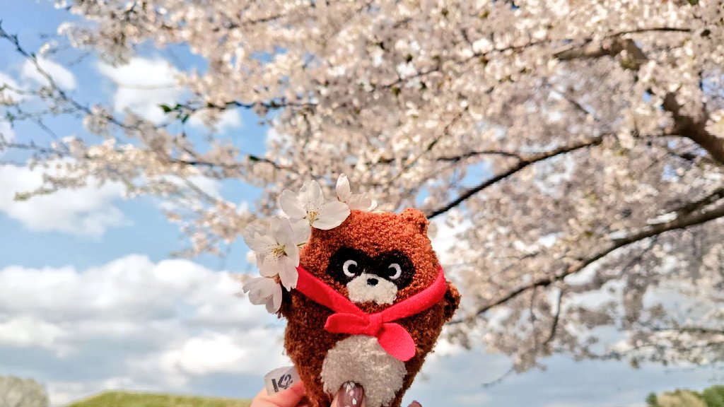 桜散ってしまったけど、アッネが撮ってくれた桜の妖精すわと桜の妖精たぬを上げていくぅ