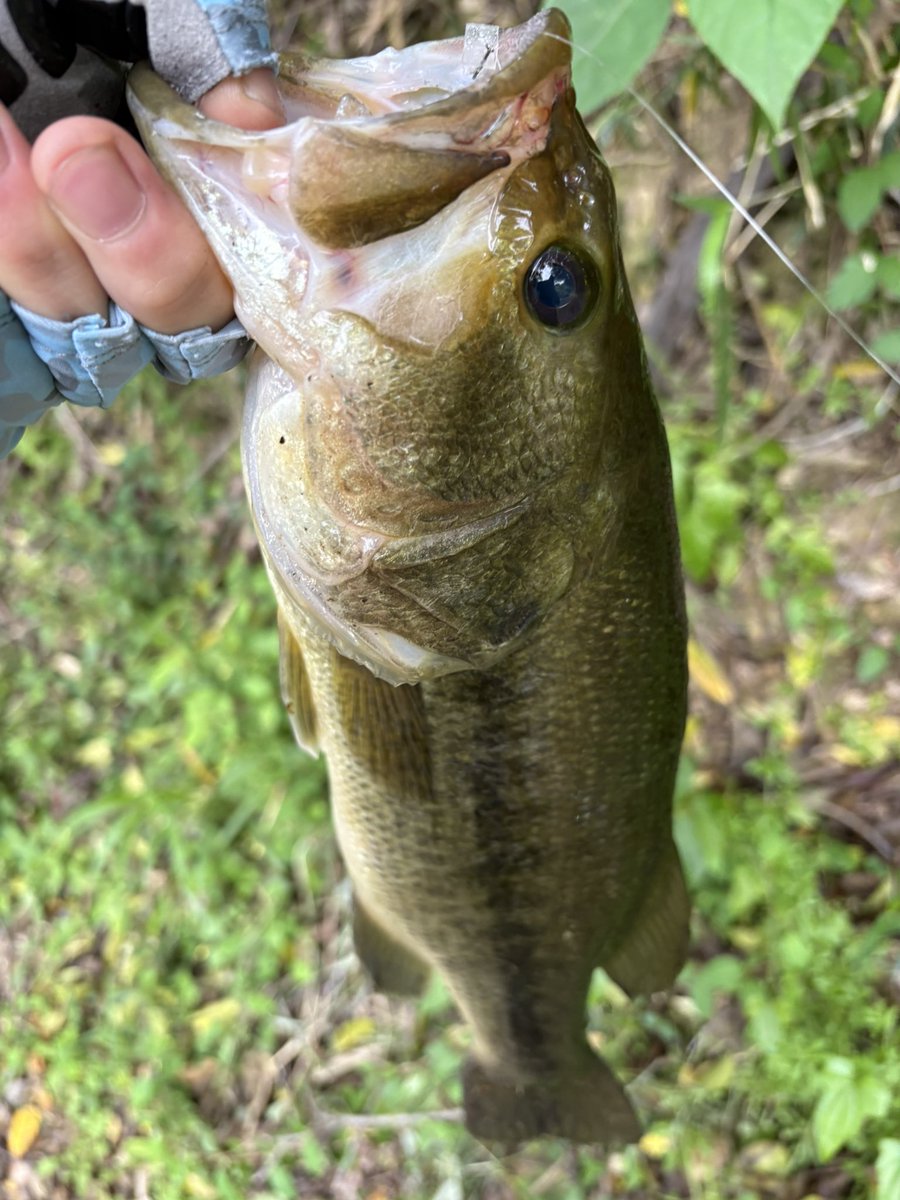 styleof717's tweet image. 本日はシゴオワバスフィッシング🎣   通称コバスちゃん池にやっと40アップ迄成長する個体を確認出来てウレシ〜🤭　巻いたのですが小さいアタリのみでネコ＆ワッキーに替えてから3本釣れました🙏

#DUO
#リグルクローラー
#季節の変わり目
#難しいですよね
#紀伊半島バスフィッシング