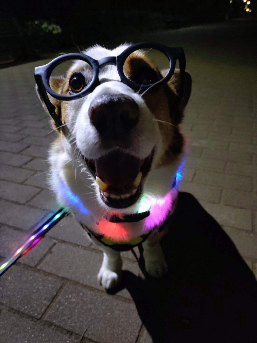 🇬🇧🐶LEO元愛犬❤️Riku今愛犬🐶 tweet media