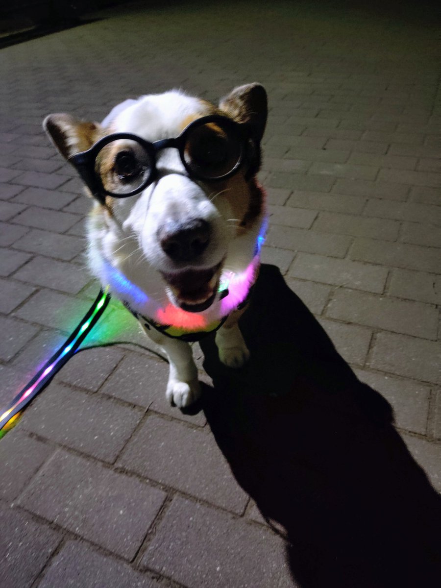 🇬🇧🐶LEO元愛犬❤️Riku今愛犬🐶 tweet media