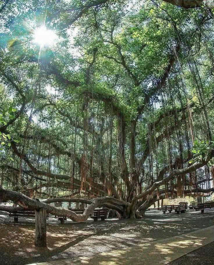 Now...That's A Tree......