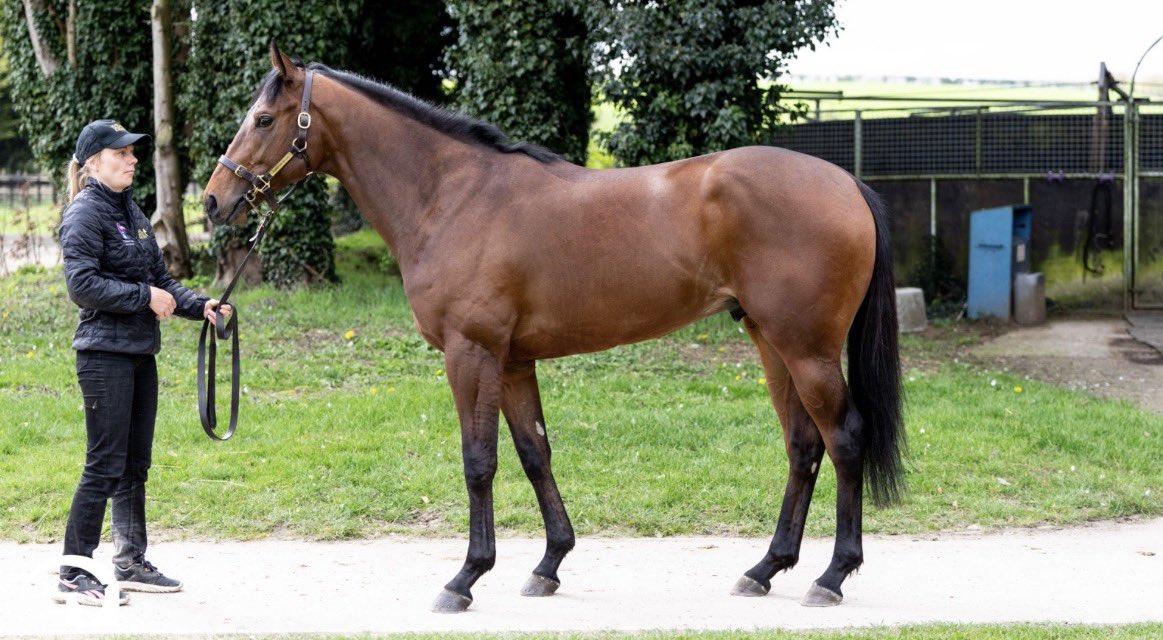 Tally-Ho Stud tweet media