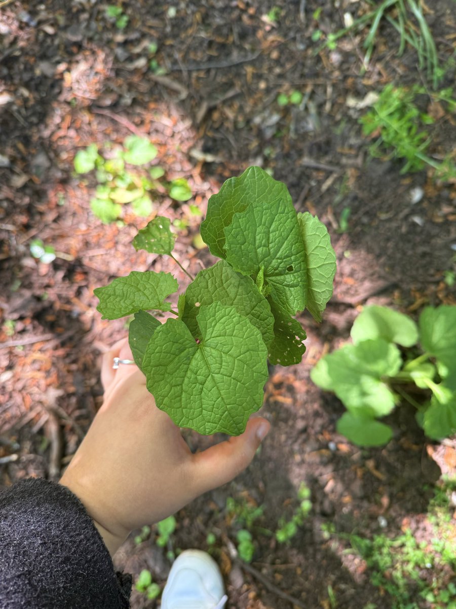 _sanz_b's tweet photo. Went foraging for the first time and found some cool plants found
Leeks
Mustard garlic 
Cleavers 
Cow parsley 
Nettles https://t.co/n8YwDd2Glg