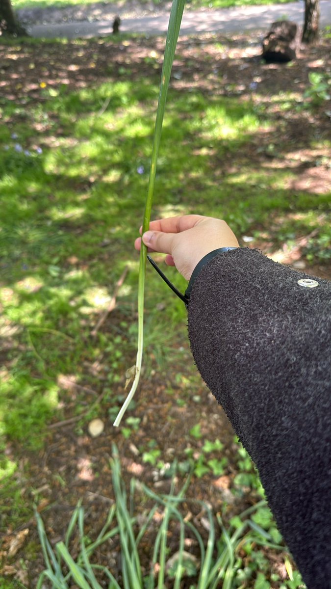 _sanz_b's tweet photo. Went foraging for the first time and found some cool plants found
Leeks
Mustard garlic 
Cleavers 
Cow parsley 
Nettles https://t.co/n8YwDd2Glg