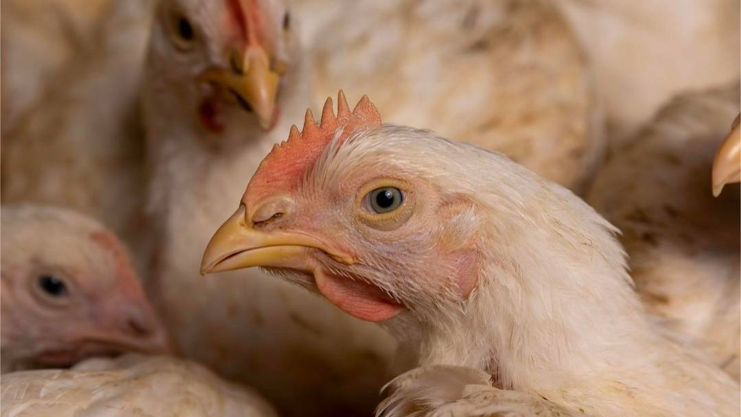BiyinzikaUg's tweet photo. Strong birds don’t happen by chance.
The right feed makes all the difference — from growth to overall health.
Choose quality. See real results.
To order call 0741 445 826
#FarmSmart #BetterResults #QualityFeed https://t.co/vi9cdrkhVc