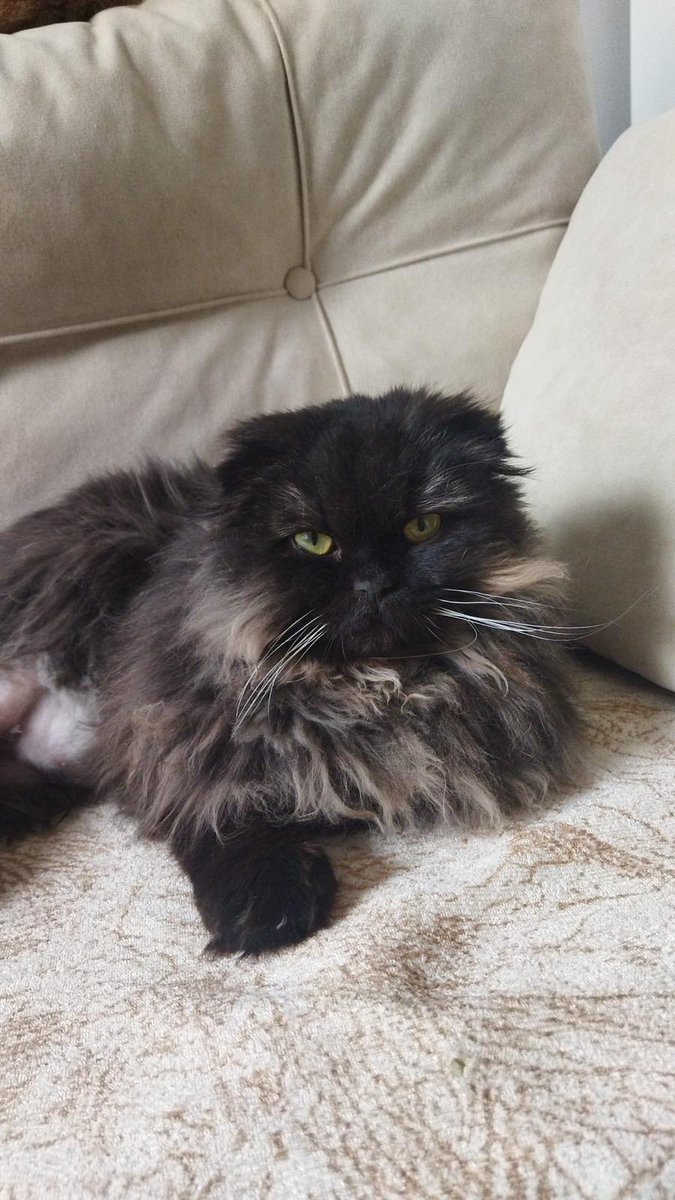 elifkedisii's tweet photo. ACİL YUVA ARIYOR – İSTANBUL 🐾

Fluffy, Van’daki bir barınaktan kurtarıldı.
Geçici yuvada tüm bakım süreci tamamlandı ve şimdi yeni hayatına başlamak için Perşembe günü İstanbul’a geliyor.

• Kısır erkek
• 1. ve 2. karma aşıları yapıldı
• Kuduz aşısı yapıldı
• İç–dış parazit uygulamaları tamamlandı
• 1 yaş

Tüm zorlu süreci geride bıraktı. Şimdi tek ihtiyacı güvenli ve kalıcı bir yuva.

Fluffy’ye bir şans verir misiniz? 🧡