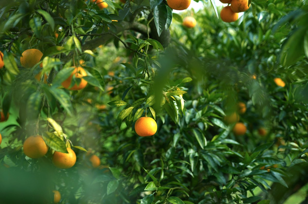 あわも tweet media