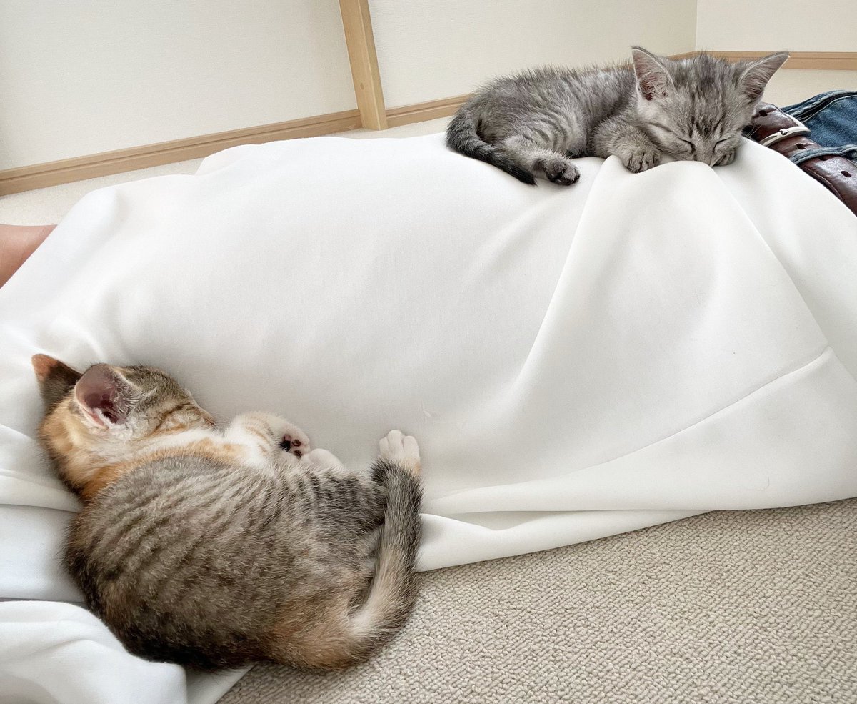 出会って2日でこうなってた我が家の猫たち.........