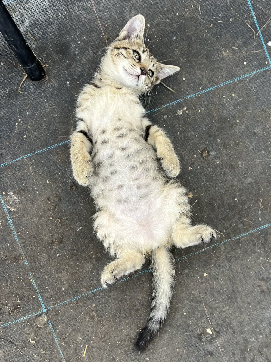 キジトラ・コタローのウキウキDAYS!! tweet media