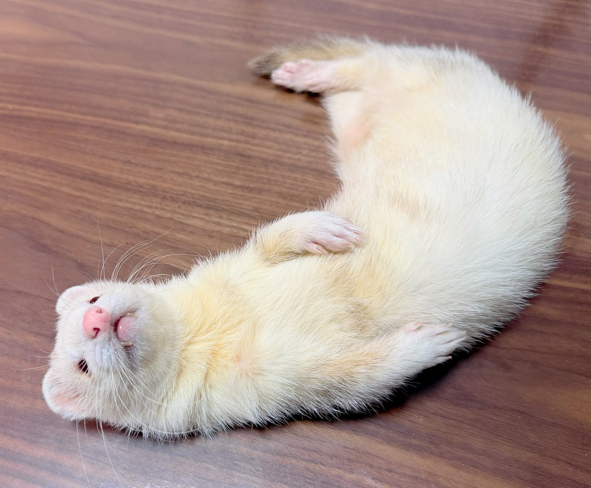 堕落したフェレット
#てぷ
#フェレット
#ferret