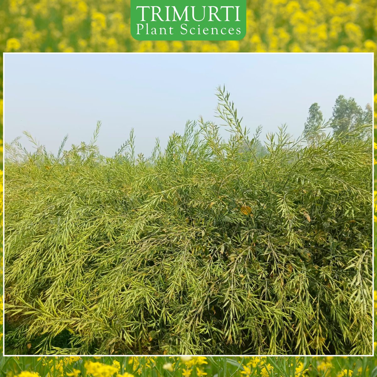 🌾 ज्यादा फलियां, ज्यादा तेल – कालिया गोल्ड सरसों से बढ़ाएं अपनी कमाई

✅ मध्यम अवधि में परिपक्वता (122–128 दिन)
✅ अत्यधिक उत्पादन क्षमता वाली उन्नत किस्म
✅ पौधे की ऊँचाई: 160–170 सेमी
✅ मुख्य शाखा की लंबाई: 65–75 सेमी
✅ अधिक शाखाएं, बेहतर उत्पादन

संपर्क करें: 9959097764