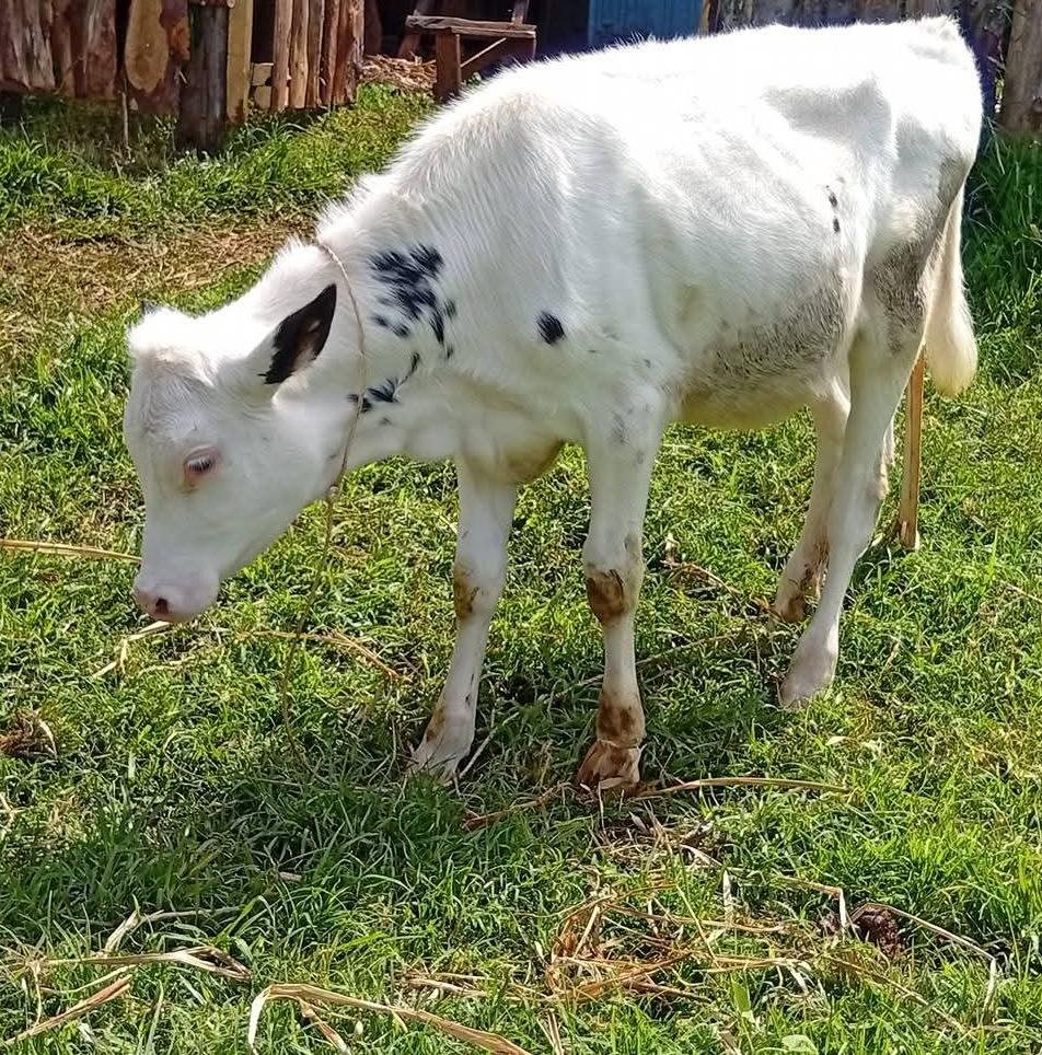 Samwel Wekesa tweet media