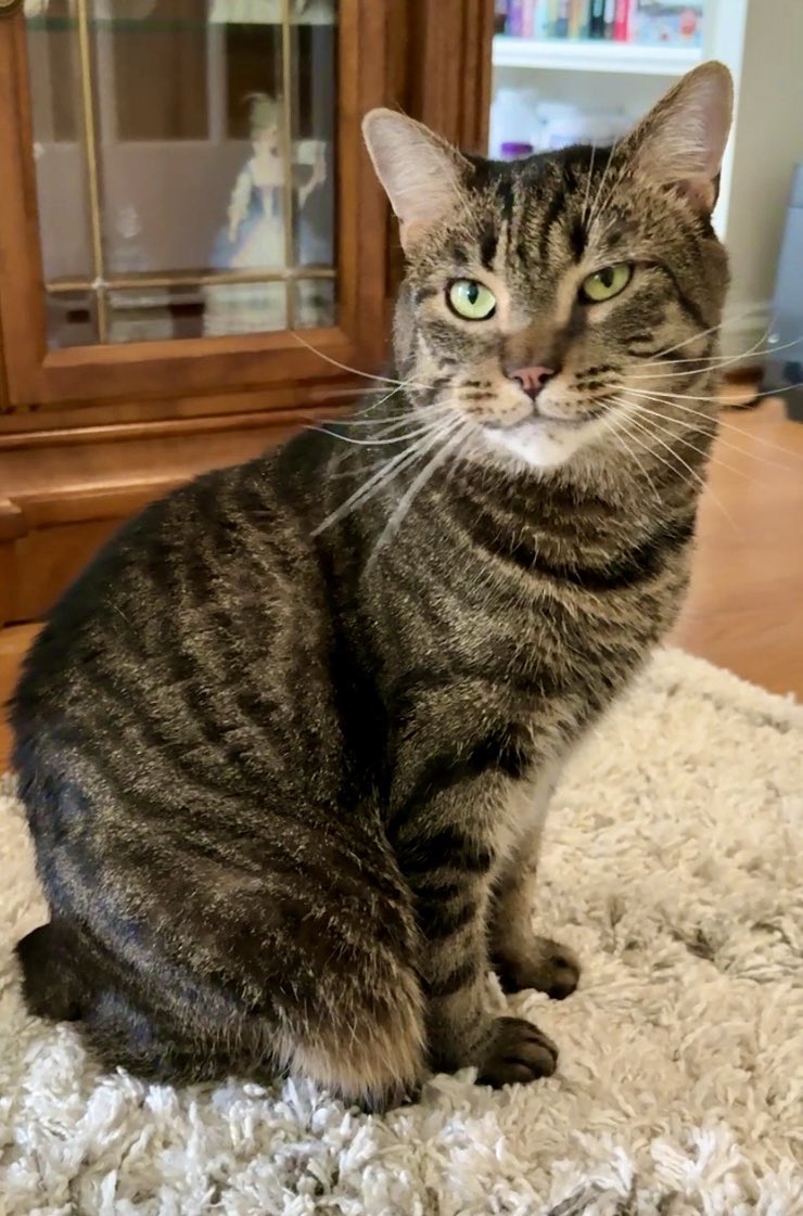 MissyBBBobtail's tweet photo. Let me apologize to anyone I haven’t offended yet. I’ll get to you shortly. 😹 https://t.co/cjLl6ixsPM