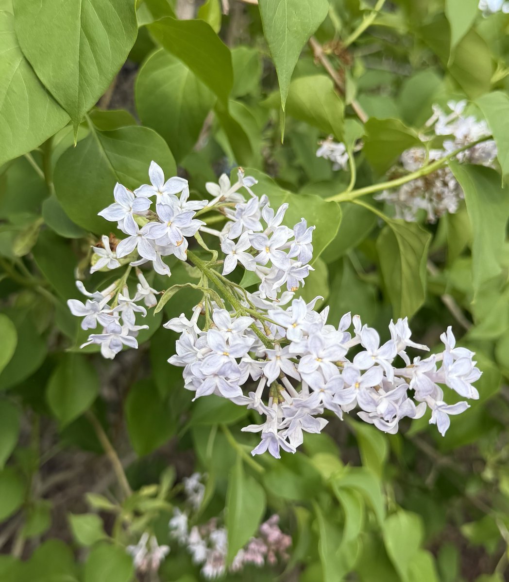 ❀˖⋆࿐໋₊ periwinkle-colored lilac🩵