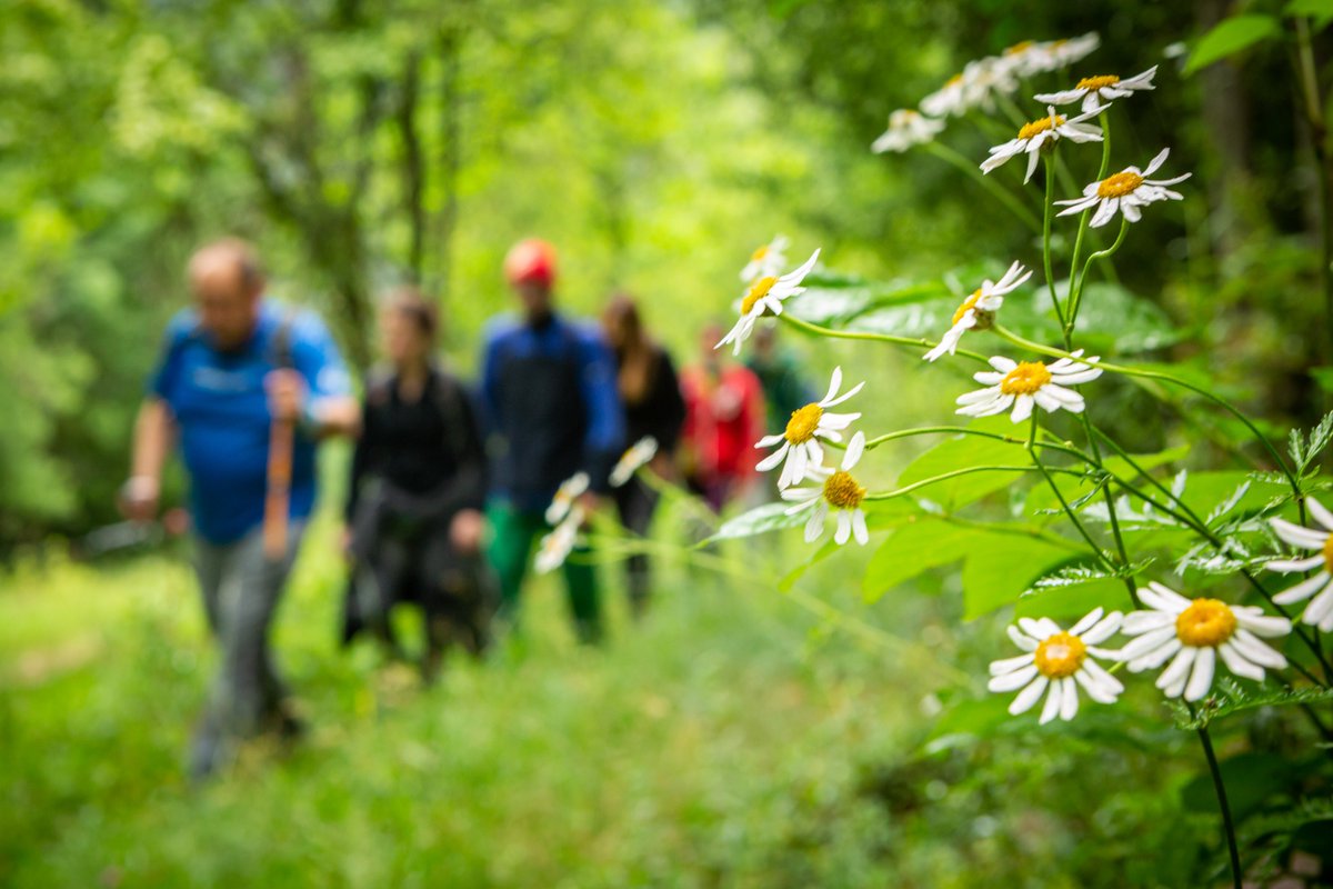 Festivals Senderisme Pirineus tweet media