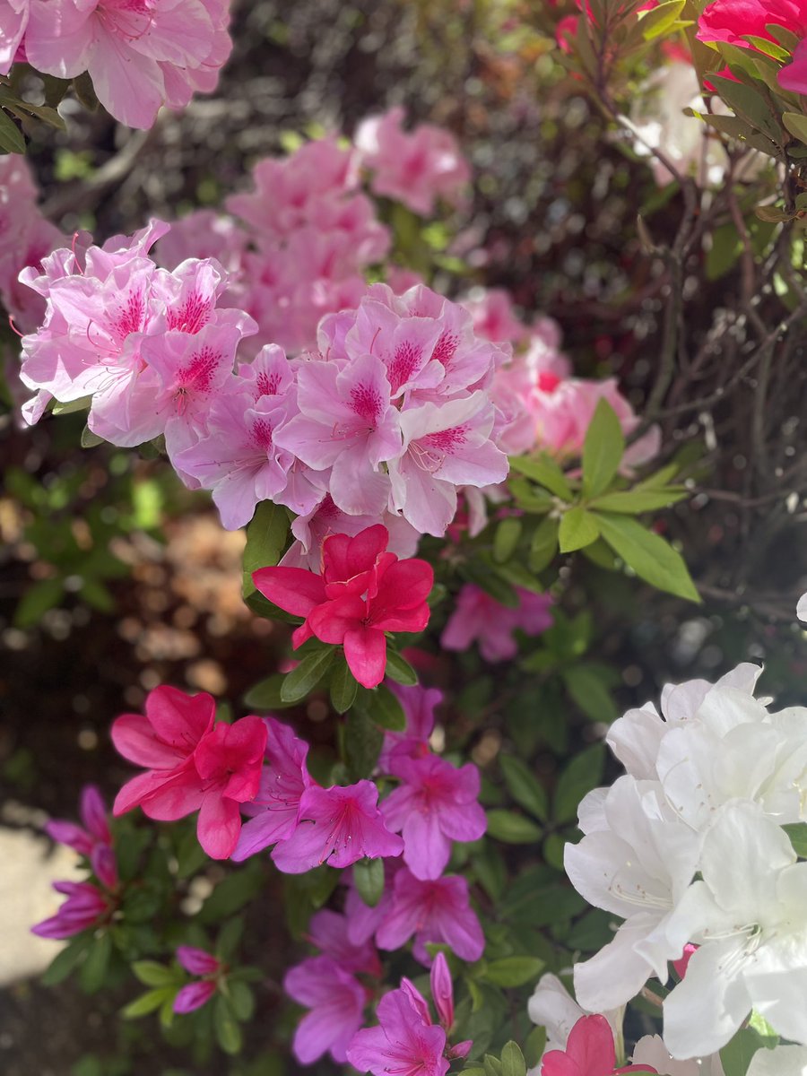 職場の近くで
つつじが綺麗だった🌸