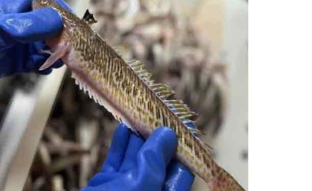 Trawlerphotos's tweet image. Denmark : An experimental fishery in the Kattegat reveals an overlooked predatory fish in rapid growth ( Greater Weever )
fiskerforum-dk.translate.goog/forsoegsfisker…
#eatmorefish #buylocal #supportUKIrishfishingindustry