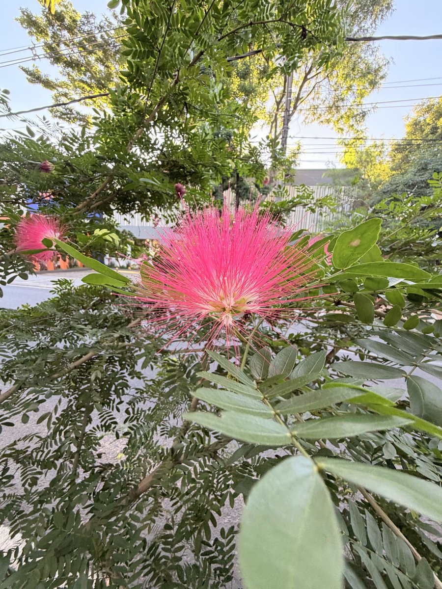 @FrancesGuayo tweet media