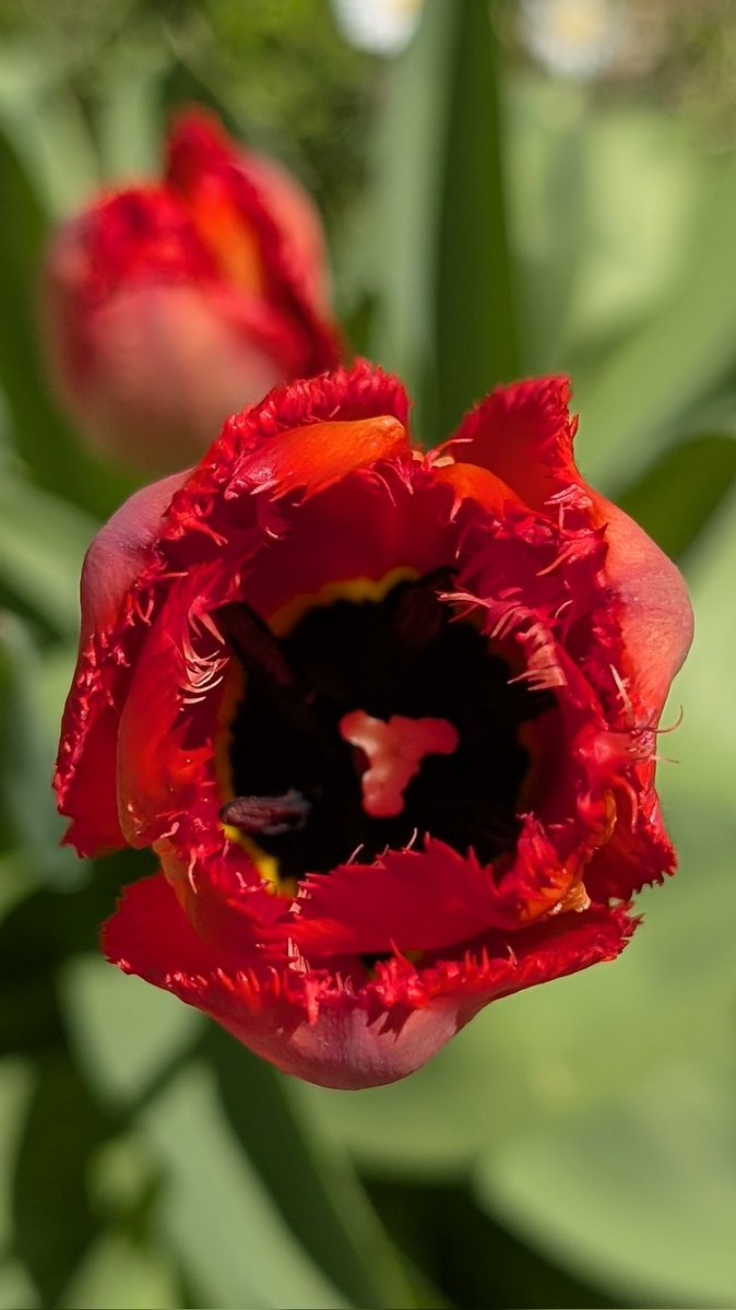 Lovely tulip 🌷
#tulip #flower #photography