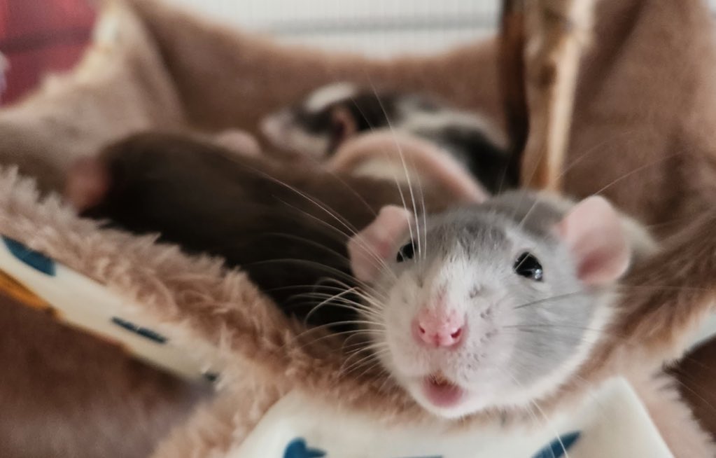 <a href="/ChobiSonoe/">そのさん🐹</a> ＼そうだそうだ‼️／