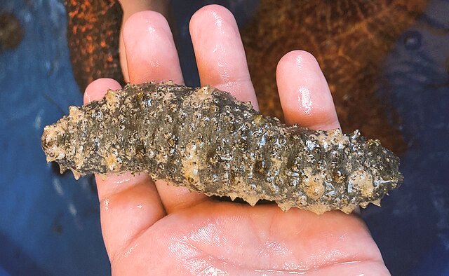 Daf - Kang Cerita, Kang Gambar ✨🕊️💐 tweet media