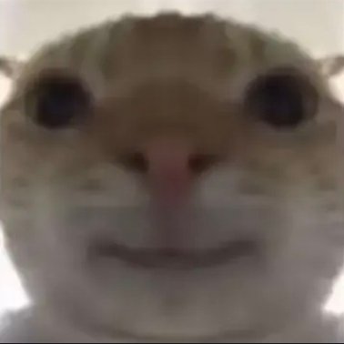 达兹福 tweet media