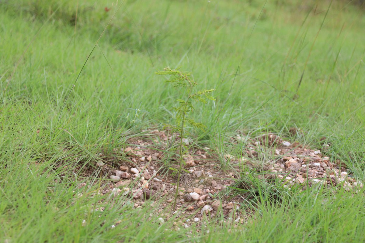 IucnRwanda's tweet photo. Through @IucnRwanda’s community-led restoration efforts, under #Combioproject, degraded natural forests in @RwandaEast are being brought back to life.

By replanting indigenous trees, maintaining existing trees &amp; removing invasive species, these efforts are restoring ecosystems. https://t.co/fTBxvxkyHm
