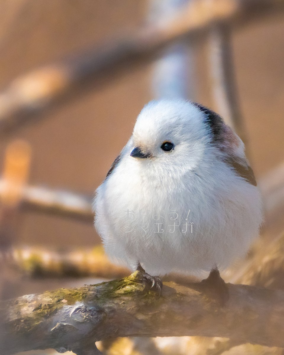 おはようシマエナガ tweet media