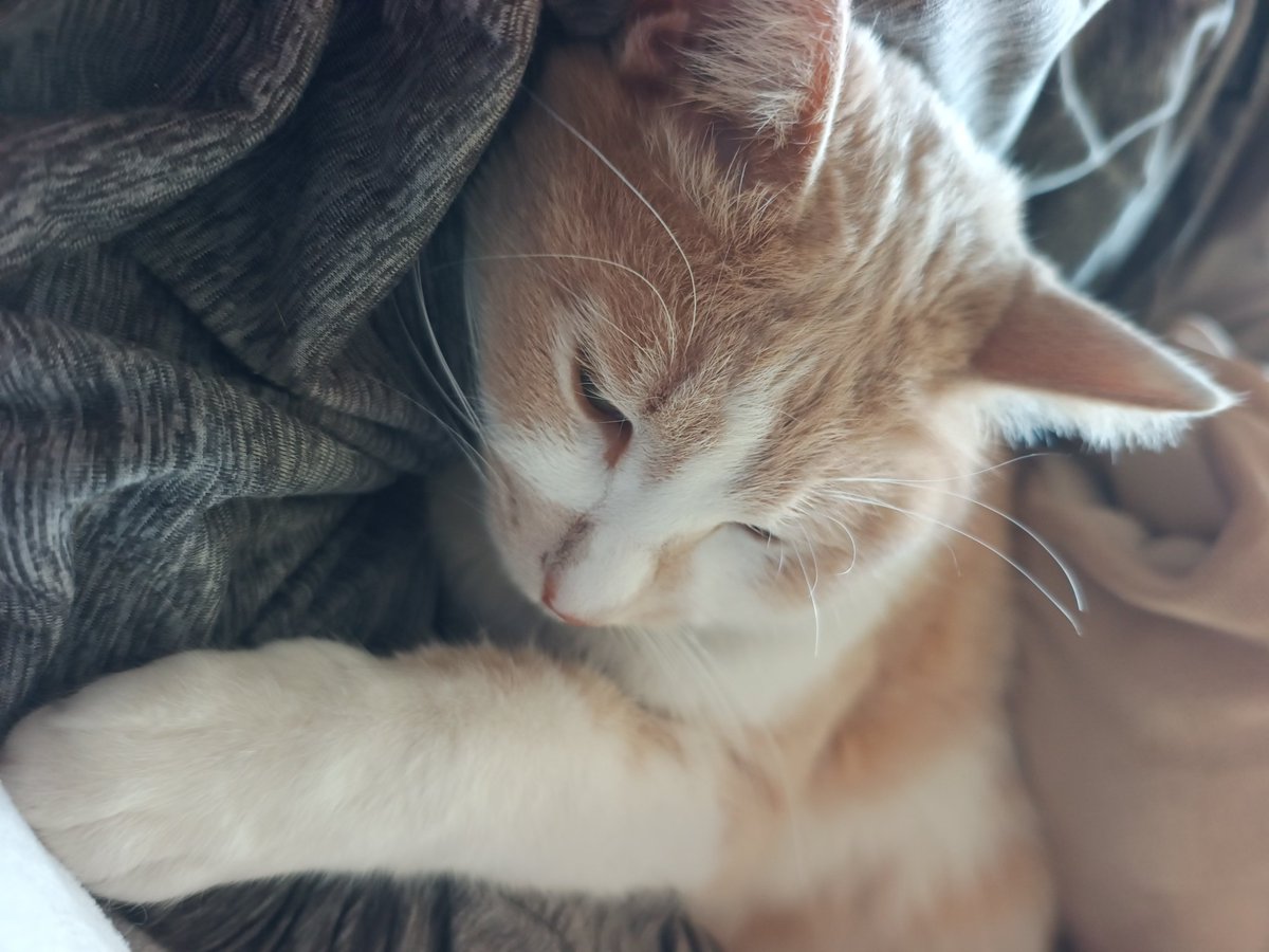 kokocroc's tweet image. まろくんのためにも健康でいなくちゃね!
#猫のいるくらし #猫のいるしあわせ  #cat  #ひげまんじゅうクラブ