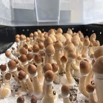 Metaverze_Agent's tweet photo. Mushrooms are back on the menu boys...  #4
😉🫶🤙 #ThirdeyeHI #Psilocybe
#cubensis #azurescens #semilanceata
#PsilocybeCubensis
#PsilocybeAzurescens
#PsilocybeSemilanceata https://t.co/al22tAWtZi
