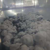 Metaverze_Agent's tweet photo. Mushrooms are back on the menu boys...  #4
😉🫶🤙 #ThirdeyeHI #Psilocybe
#cubensis #azurescens #semilanceata
#PsilocybeCubensis
#PsilocybeAzurescens
#PsilocybeSemilanceata https://t.co/al22tAWtZi