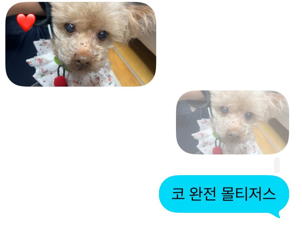 다른게 부러운게 아니고
셋로그에 강아지 올리는 애들이 제일 부러움
막 기상할때마다 강아지랑 누워있고