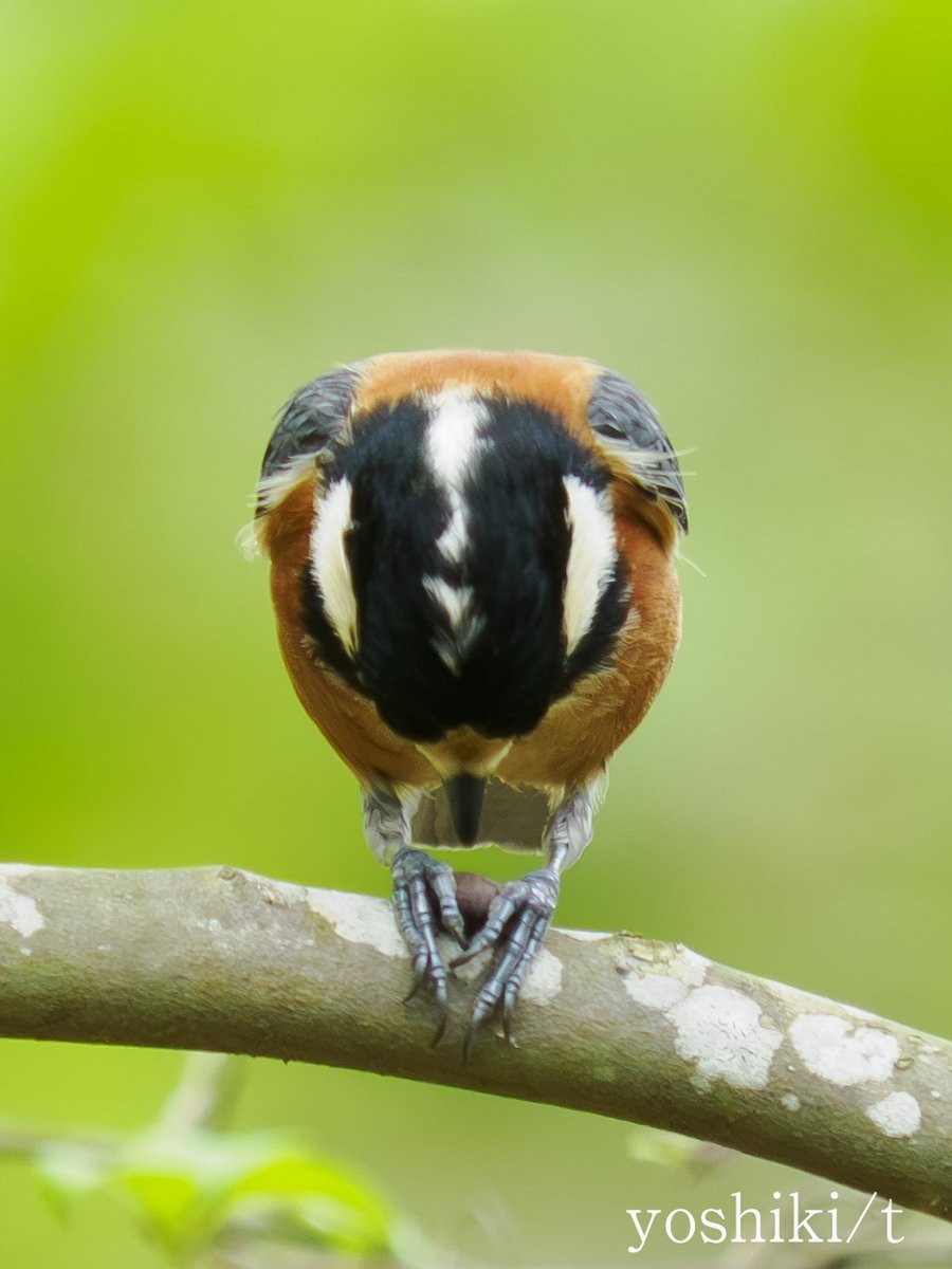 yoshiki（しばらく低浮上💬も休む事があります） tweet media