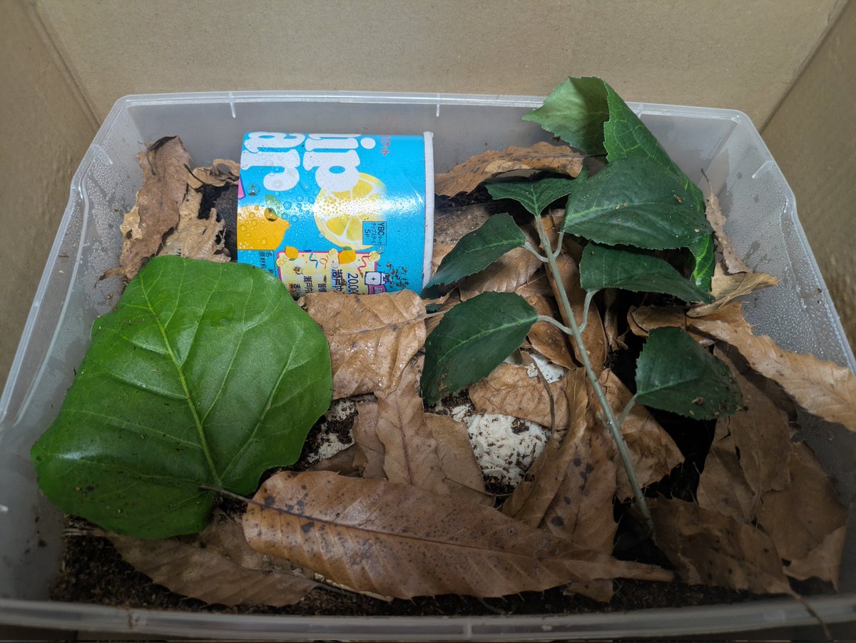 当てもなく百均に立ち寄ったらめちゃコーナーできてた！
人生で枯れ葉を買うことになるとは⋯⋯でも「クヌギやナラの葉っぱを使用」なのですよ🍂
ただ彼の快適性を重視すればするほど姿は見えなくなるし、世話しても懐くことはないし、それどころか死ぬまで巨大な化け物でしかない😌