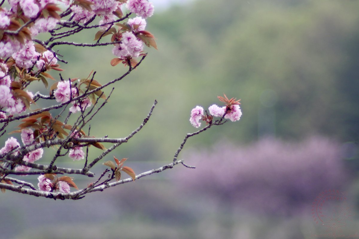 kyoto_suki's tweet photo. お遊びf^_^;)
本日の車窓から。桜🌸
砂が降る 晴れ間は出ない
砂は降る 重いレンズに
むなしい砂 黄色い涙
桜散る 日は落ちる
チャンスはこない いくら待っても
黄色い砂が ただ降るばかり🎶
CANON #EOS50D + Kenko Teleplus MC4 + #Olympus F.Zuiko AUTO-T 300mm F4.5 https://t.co/HWp6tcQENJ