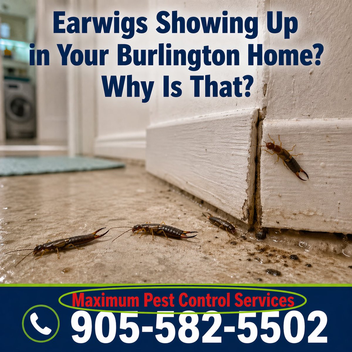 maxipestcontrol's tweet image. Earwigs Showing Up in Your #Burlington Home. Why is That? share.google/KyZoMagXVTcyKJ… Finding earwigs inside is more common in Burlington than most people expect, especially in homes with garden beds and mature landscaping close to the foundation.
#DToakville #Burlingtonmoms