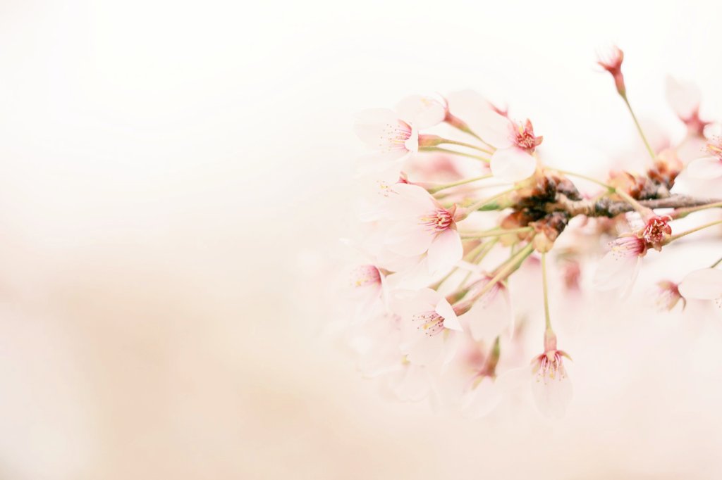 tmnw's tweet photo. ・

そうきっと

桜と言う名の華のせい

#photography

・ https://t.co/gL6rEfBMnR