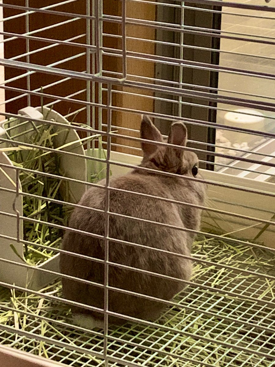 コビグリ tweet media