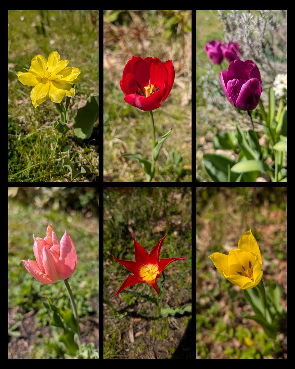 I found some more pretty tulips in the garden :) 
#tulip #flower #photography