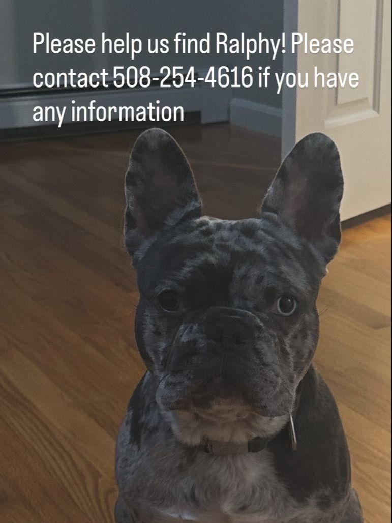 Keep an eye out for Ralphy
#Lostdog in #LincolnRi
Bridle Dr area
Gray/black French Bulldog missing since 4/21/2026
Two different colored eyes. One blue, one brown
Please call Lincoln Police 508-254-4616 with sightings
buff.ly/fBLbeIP
#Rhodeisland #Oceanstate #RI
