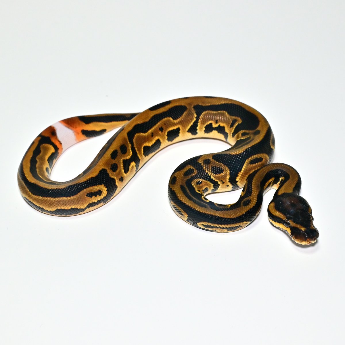 ［NUM2604］OD Leopard het DG Pied ♂
Price: ¥45,000

お迎えのご相談・お問い合わせはDMからお気軽にどうぞ