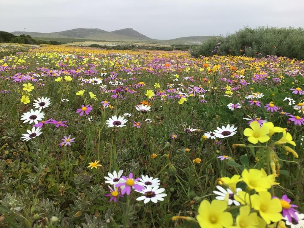 SobAlert's tweet image. @SobAlert pairs well with #Route62 the longest wine-route in the world that passes through @SANParksGRNP.
Extra energy and a hangover free lifestyle. 
#SobAlert
#Energy
#healthylifestyle
#Liverhealth
