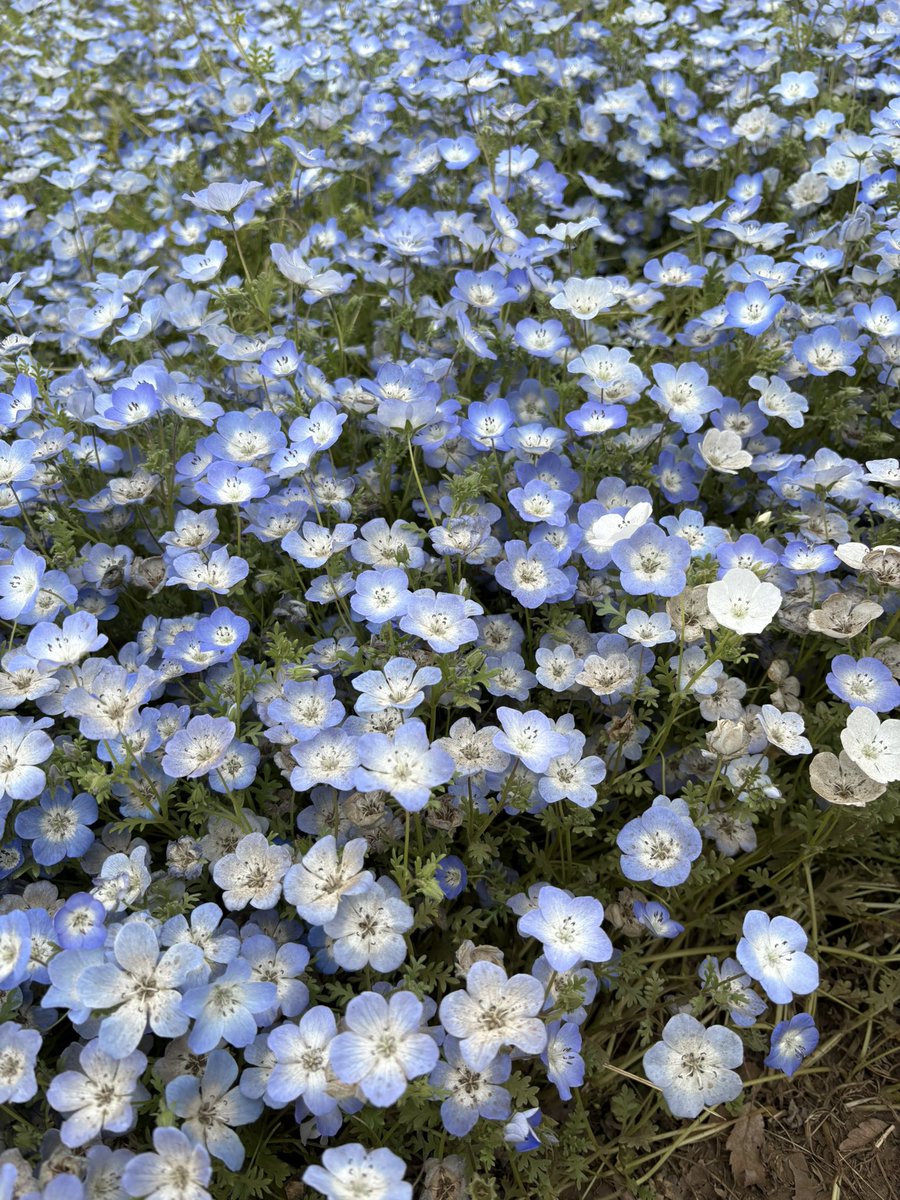 ルミシィ tweet media