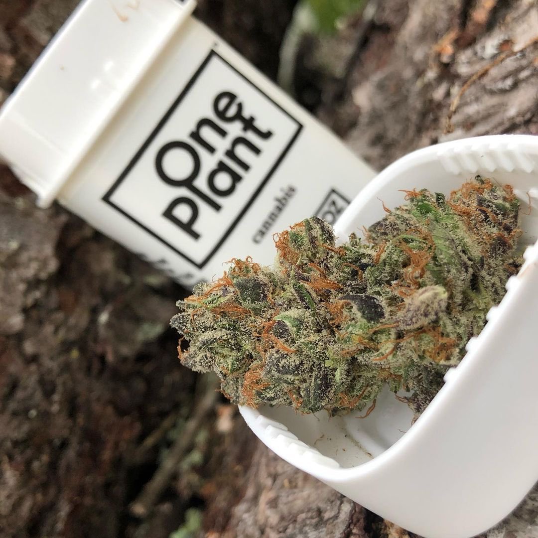 lamenpaul_0's tweet image. Pineapple Express Kush 🍍🌿
Bright, tropical notes with a smooth, balanced feel. Keeps your mood lifted while staying relaxed and easygoing, fresh, light and enjoyable anytime.
Notes → Tropical | Smooth | Uplifting
#London #MANCHESTER #Liverpool #Glasgow #Birmingham #Bristol #uk